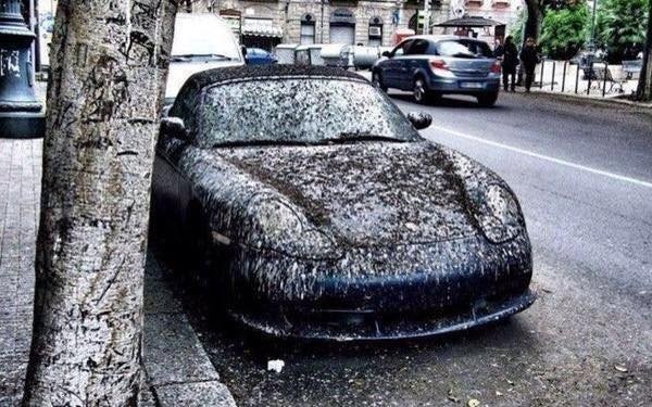 And Finally! Never park your Porsche under a tree