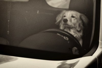 Colorado driver trades places with dog in an attempt to avoid DUI arrest