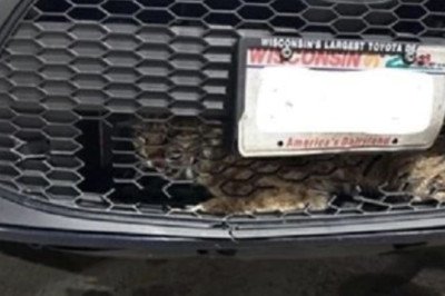 'I have a bobcat in my car': Watch as a game warden gets it out