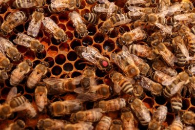 Bee alert: 5 million bees fall off truck near Toronto and drivers are asked to close windows