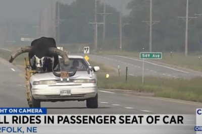 Oversteer: Nebraska cops pull over car with bull in the passenger seat
