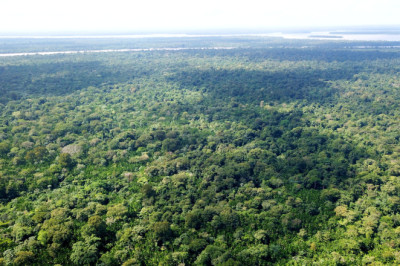 Rainforest Cut Down To Build New Highway To Climate Change Summit, Because Irony Is Dead