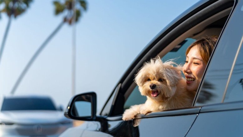 Drivers could be fined £5,000 for letting their dog hang its head out the window