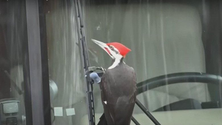One Pesky Woodpecker Has Terrorized 25 Cars and Counting in a Massachusetts Town