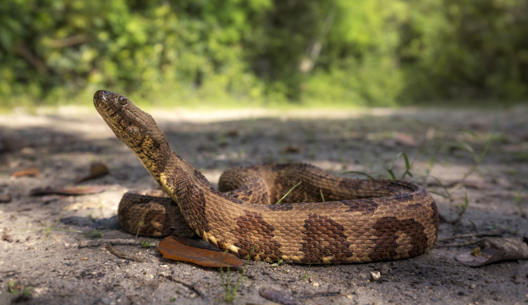 This Illinois Road Closes Twice a Year for Snakes to Cross
