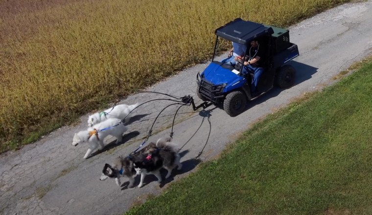 This Dog Trainer Has an Incredible Fleet of Dog Vehicles
