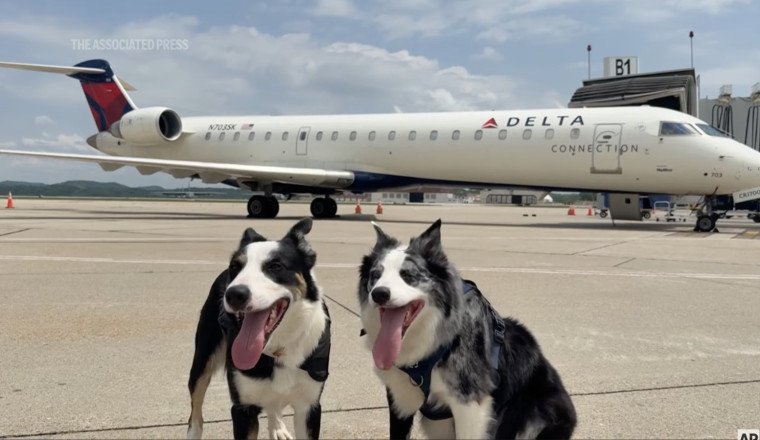 West Virginia's Busiest Airport Employs Two Border Collies To Keep The Runway Clear Of Birds And Wildlife