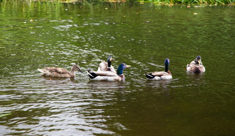 Used car dealership makes feathered friends as it adopts hungry ducks