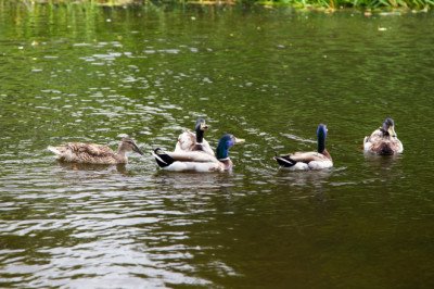 Used car dealership makes feathered friends as it adopts hungry ducks