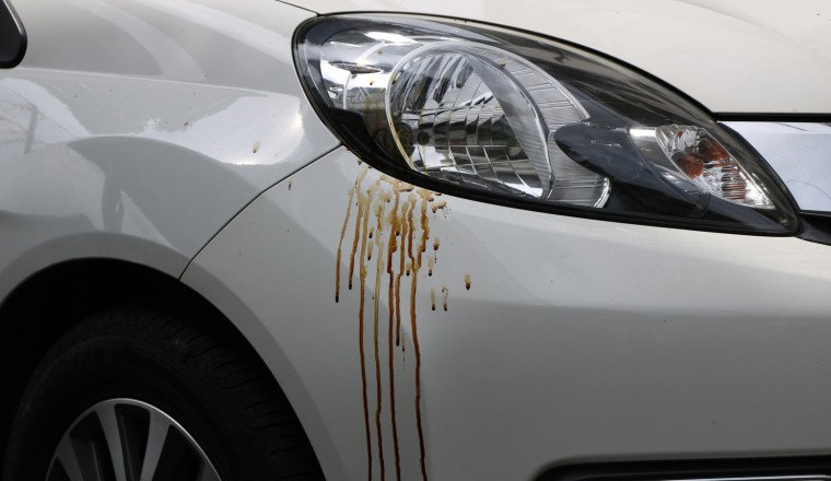 What's The Best Way To Remove Tree Sap From Your Car?