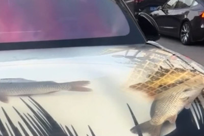 What the carp?! Driver turns SUV bonnet into tank filled with live fish