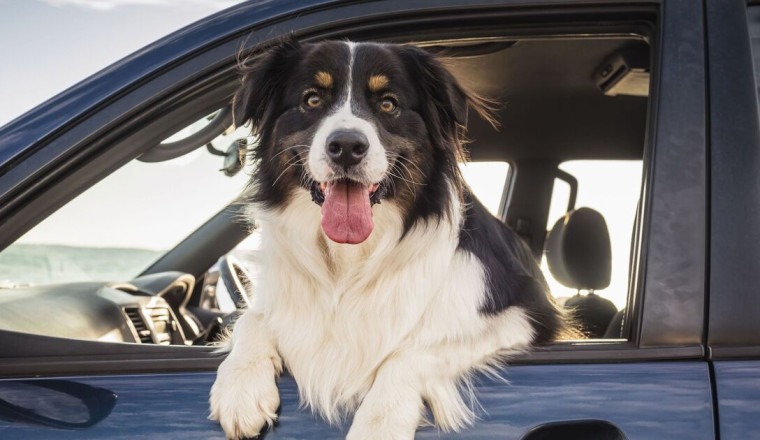 Expert advises drivers with dogs in cars how to avoid fine of up to £5,000