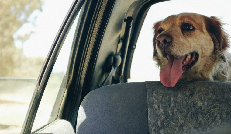 Drivers who travel with dogs in their cars warned over £5,000 fine risk