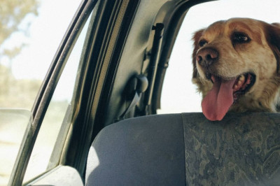 Drivers who travel with dogs in their cars warned over £5,000 fine risk