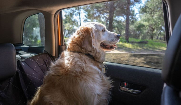 Drivers could risk £5,000 fine for mistake they make with dogs in the car