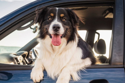 Drivers with dogs in their car could face £5,000 fine for making big mistake