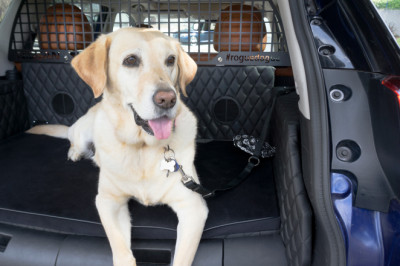 How to drive safely with dogs in your car