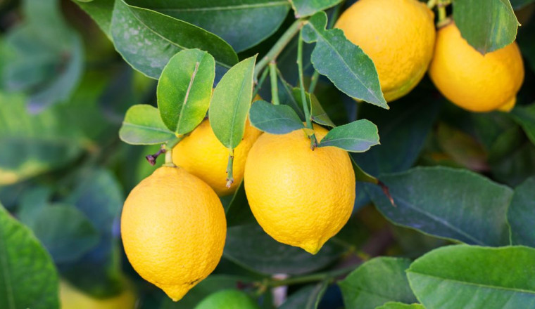 UK drivers told to put lemon peel on dashboard during autumn