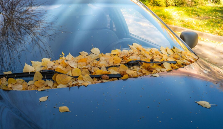 Drivers face £1,000 fines due to leaves on windscreen