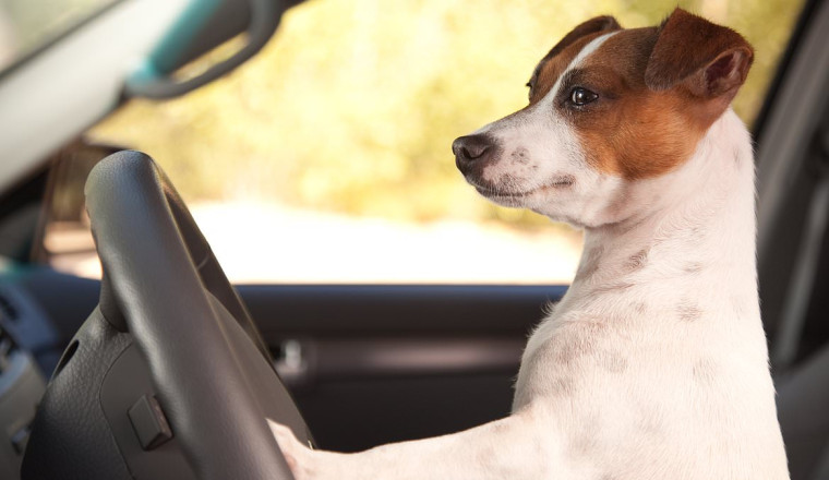 Pup my ride: This is how much drivers spend pet proofing their cars