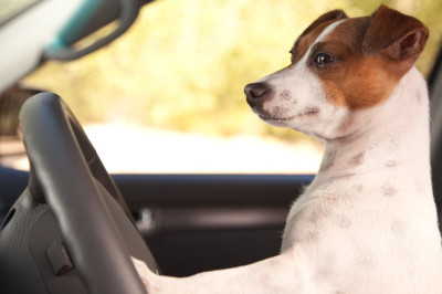 Pup my ride: This is how much drivers spend pet proofing their cars