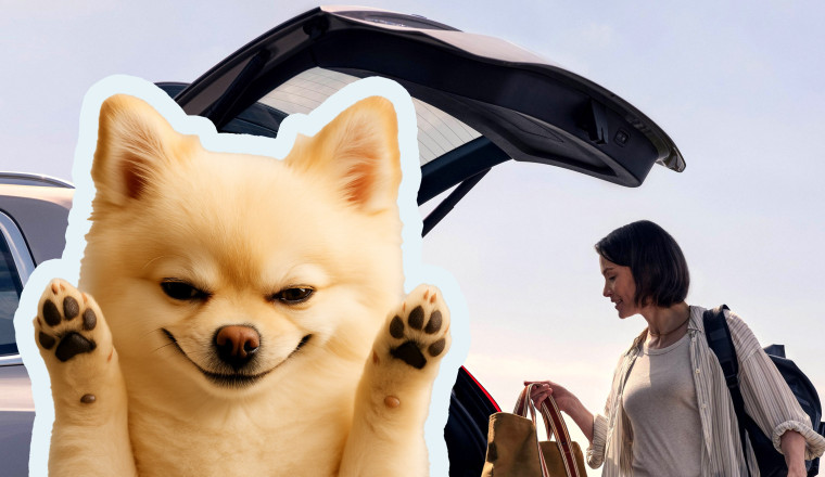 Dog Allegedly Triggers Tailgate Sending Woman To Hospital And Volvo To Court