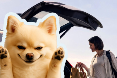 Dog Allegedly Triggers Tailgate Sending Woman To Hospital And Volvo To Court