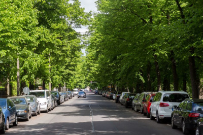 Autotrader urges UK drivers to never park under these three types of trees