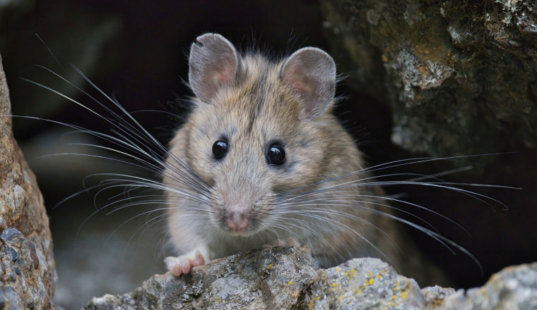 4 Proven Ways To Prevent Rodent Damage To Your Car