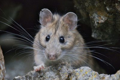 4 Proven Ways To Prevent Rodent Damage To Your Car