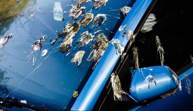 Bird poo will come off your car instantly if you follow 1 simple hack