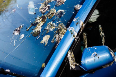 Bird poo will come off your car instantly if you follow 1 simple hack