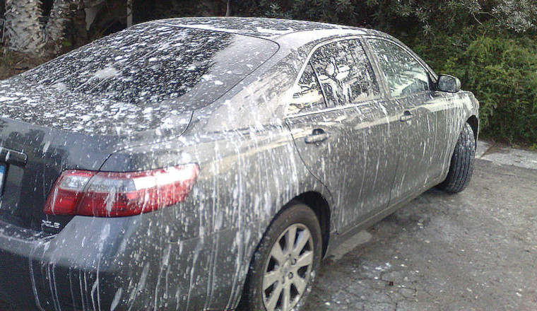 Bird Poop on Your Paint? Here’s A Hack That Saves the Day
