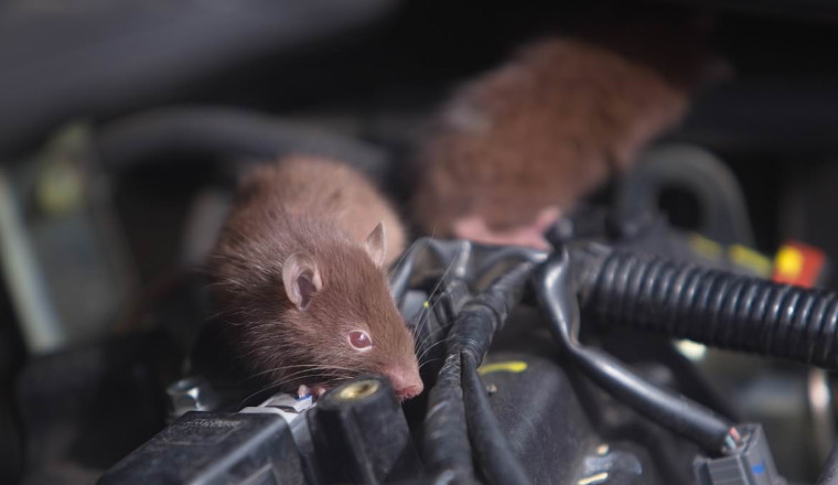 Rats are making your car insurance premiums more expensive