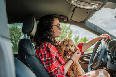 Dog and cat owners risk £5,000 fine and invalid car insurance