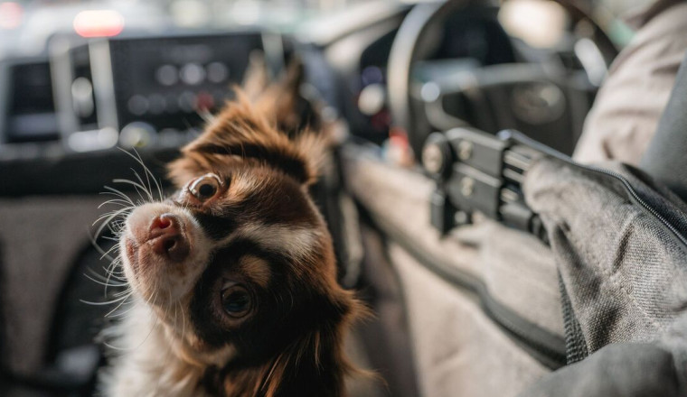 Drivers could be fined £5k for having cats and dog in car