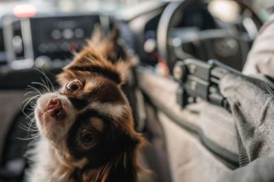 Drivers could be fined £5k for having cats and dog in car