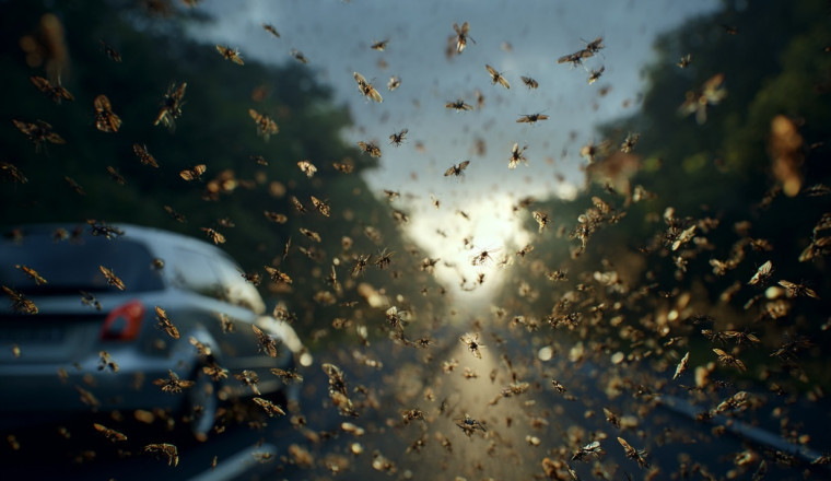 Alarming Decline of Insects Splattered on UK Number Plates