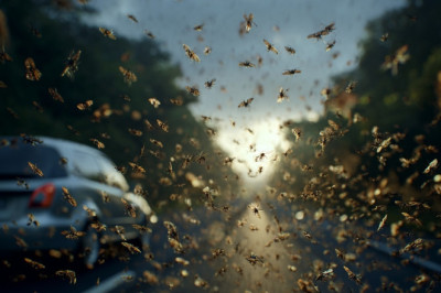 Alarming Decline of Insects Splattered on UK Number Plates