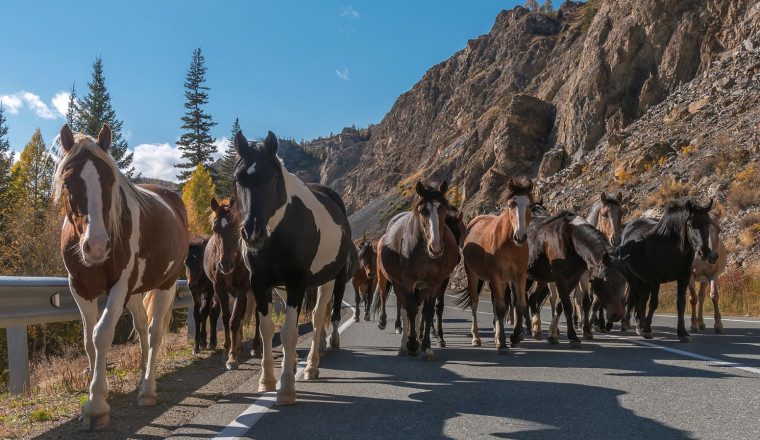 Why Modern Engines Still Measure Power Output In Horsepower