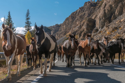 Why Modern Engines Still Measure Power Output In Horsepower