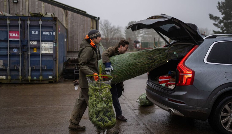 The 8 things you must do to your Xmas tree this year - or face a £5,000 fine