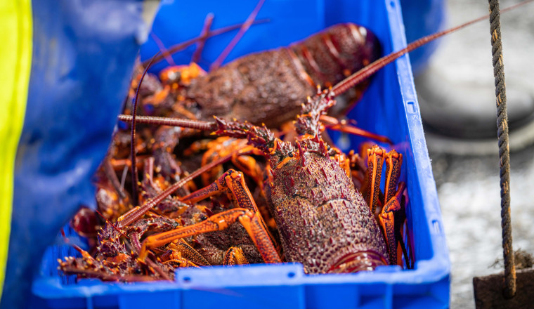 Thieves Pinch $400,000 Worth Of Costco Lobsters Just In Time For A Very Fancy New Year's Dinner