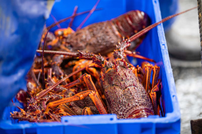 Thieves Pinch $400,000 Worth Of Costco Lobsters Just In Time For A Very Fancy New Year's Dinner
