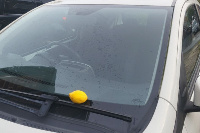Put lemons on car windows before Saturday