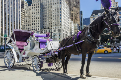 Runaway Carriage Reminds Us Once Again That Horses Don't Belong In New York City