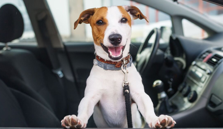 Dogs don't get car sick when you do exercise at home before driving