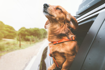 It's Just Me And The Dog, I Want Something Fun To Drive! What Should I Buy?