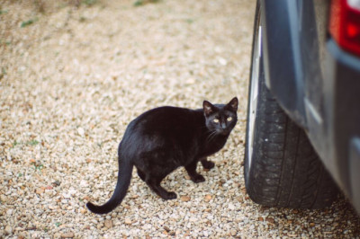 Government update issued on drivers reporting 'collisions with cats' in the UK
