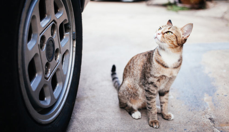 The Law That Protects Dogs But Leaves Cats to Die on Roadsides
